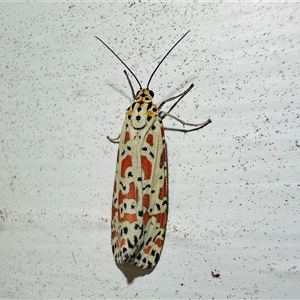 Utetheisa lotrix at Arakoon, NSW - 22 Aug 2024 07:34 PM