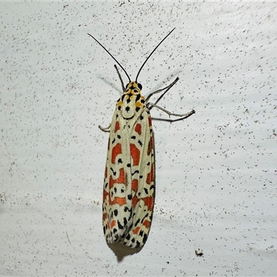 Utetheisa lotrix (Crotalaria Moth) at Arakoon, NSW - 22 Aug 2024 by Pirom