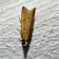 Faveria tritalis (Couchgrass Webworm) at Arakoon, NSW - 25 Aug 2024 by Pirom