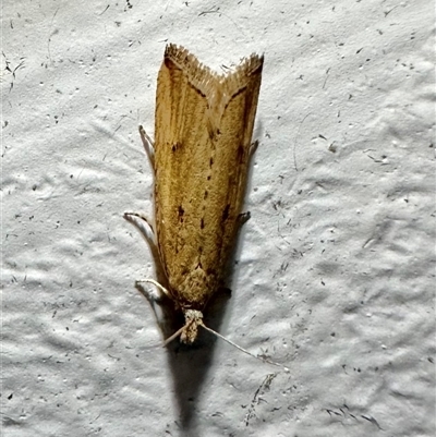 Faveria tritalis (Couchgrass Webworm) at Arakoon, NSW - 25 Aug 2024 by Pirom