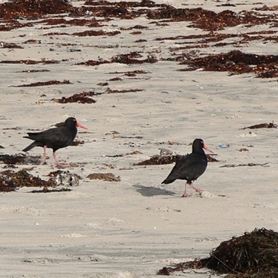 Haematopus fuliginosus (Sooty Oystercatcher) at Pretty Beach, NSW - Yesterday by Clarel