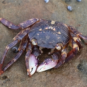 Leptograpsus variegatus at Pretty Beach, NSW - 21 Apr 2025 08:51 AM
