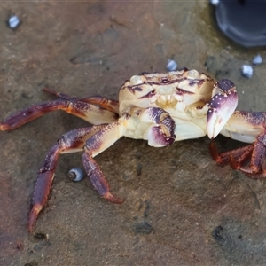 Leptograpsus variegatus at Pretty Beach, NSW - 21 Apr 2025 08:51 AM