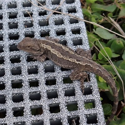 Amphibolurus muricatus at Pretty Beach, NSW - Yesterday by Clarel