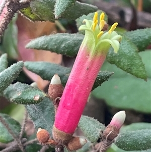 Correa reflexa at Pretty Beach, NSW - 21 Apr 2025 08:59 AM