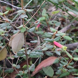 Correa reflexa at Pretty Beach, NSW - 21 Apr 2025 08:59 AM