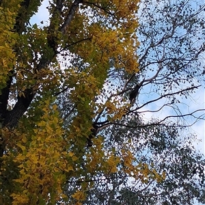 Callocephalon fimbriatum at Bright, VIC - suppressed
