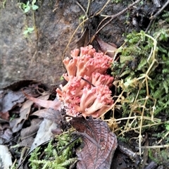 Ramaria botryoides at Tawonga, VIC - 21 Apr 2025 11:51 AM