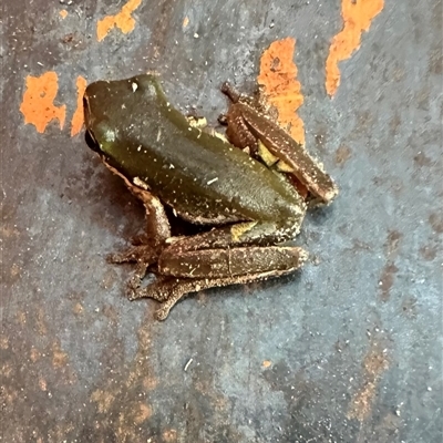 Litoria verreauxii verreauxii at Kangaroo Valley, NSW - Yesterday by lbradley