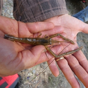 Unverified Other Crustacean by TwoRivers