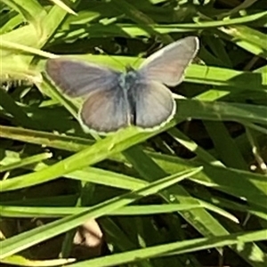 Zizina otis at Kangaroo Valley, NSW - suppressed