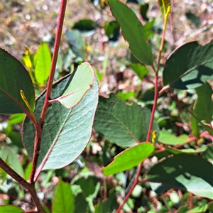 Eucalyptus sp. at Watson, ACT - 21 Apr 2025 11:20 AM