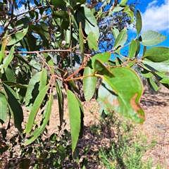 Eucalyptus sp. at Watson, ACT - 21 Apr 2025 11:20 AM