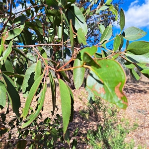 Eucalyptus sp. at Watson, ACT - 21 Apr 2025 11:20 AM