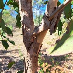 Eucalyptus sp. at Watson, ACT - 21 Apr 2025 11:20 AM