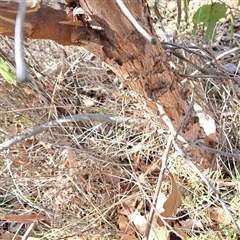 Eucalyptus sp. at Watson, ACT - 21 Apr 2025 11:20 AM