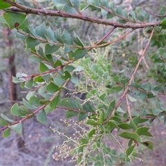 Acacia pravissima (Wedge-leaved Wattle, Ovens Wattle) at Uriarra Village, ACT - 18 Apr 2025 by DavidDedenczuk
