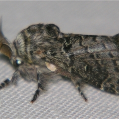 Genduara subnotata at Bolivia, NSW - suppressed