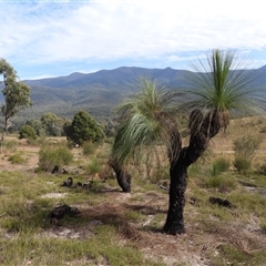 Xanthorrhoea glauca subsp. angustifolia (Grey Grass-tree) at Kambah, ACT - 19 Apr 2025 by DavidDedenczuk