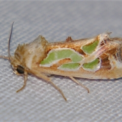 Cosmodes elegans (Green Blotched Moth) at Bolivia, NSW - 24 Jan 2009 by PJH123