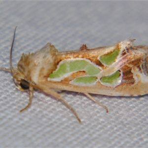 Cosmodes elegans at Bolivia, NSW - suppressed