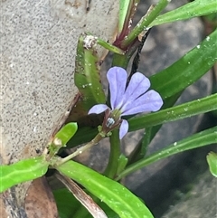 Lobelia anceps (Angled Lobelia) at Pretty Beach, NSW - Yesterday by Clarel