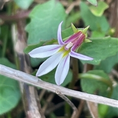 Lobelia purpurascens (White Root) at Pretty Beach, NSW - Yesterday by Clarel
