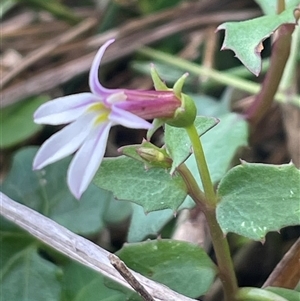 Lobelia purpurascens at Pretty Beach, NSW - 21 Apr 2025 09:01 AM