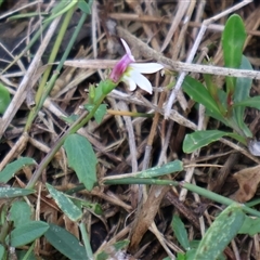 Lobelia purpurascens at Pretty Beach, NSW - 21 Apr 2025 09:01 AM