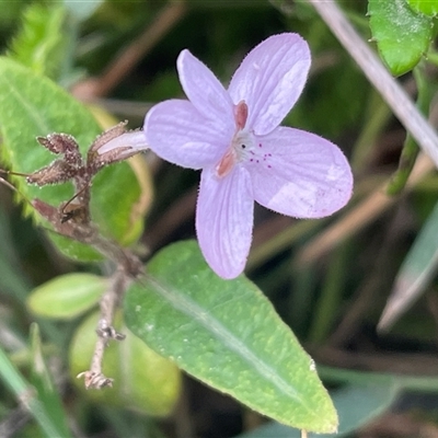 Pseuderanthemum variabile (Pastel Flower) at Pretty Beach, NSW - Yesterday by Clarel