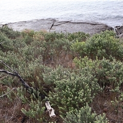 Westringia fruticosa (Native Rosemary) at Pretty Beach, NSW - 21 Apr 2025 by Clarel