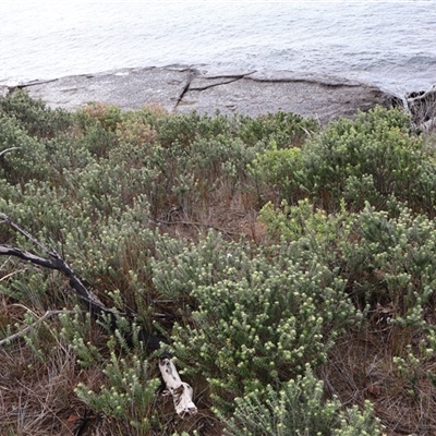 Westringia fruticosa (Native Rosemary) at Pretty Beach, NSW - 21 Apr 2025 by Clarel