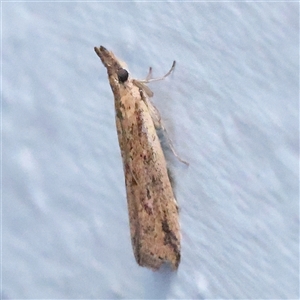 Unverified Moth (Lepidoptera) at Charlestown, NSW - 14 Mar 2025 by ConBoekel