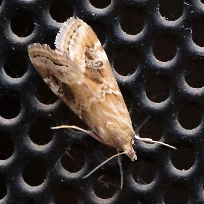 Hellula undalis (Cabbage Webworm) at Charlestown, NSW - 14 Mar 2025 by ConBoekel
