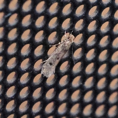 Tinea pellionella complex at Charlestown, NSW - 14 Mar 2025 09:17 PM