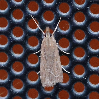 Eudonia cleodoralis (A Crambid moth) at Charlestown, NSW - 14 Mar 2025 by ConBoekel