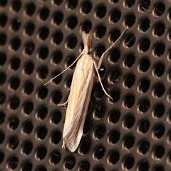 Hednota grammellus (Crambinae) at Charlestown, NSW - 14 Mar 2025 by ConBoekel