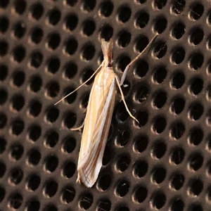 Hednota grammellus at Charlestown, NSW - 14 Mar 2025 09:59 PM