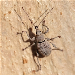 Merimnetes oblongus (Radiata pine shoot weevil) at Aranda, ACT - 15 Mar 2025 by ConBoekel