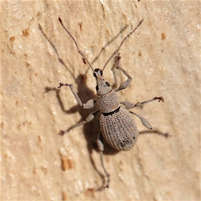 Merimnetes oblongus (Radiata pine shoot weevil) at Aranda, ACT - 15 Mar 2025 by ConBoekel