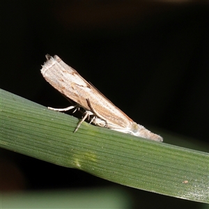 Culladia cuneiferellus at Acton, ACT - 15 Mar 2025 11:45 AM