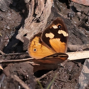 Heteronympha merope at Acton, ACT - 15 Mar 2025 11:54 AM