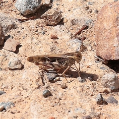Gastrimargus musicus (Yellow-winged Locust or Grasshopper) at Acton, ACT - 15 Mar 2025 by ConBoekel