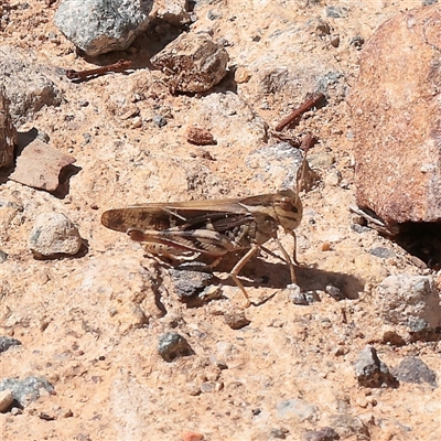 Gastrimargus musicus (Yellow-winged Locust or Grasshopper) at Acton, ACT - 15 Mar 2025 by ConBoekel