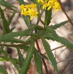 Senecio linearifolius var. latifolius at Kambah, ACT - 19 Apr 2025 by DavidDedenczuk