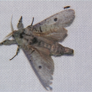 Sympycnodes epicycla at Bolivia, NSW - suppressed