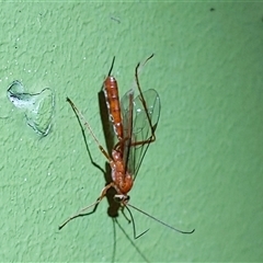 Unverified Insect at Unanderra, NSW - 21 Apr 2025 by PaperbarkNativeBees