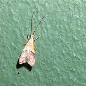 Unverified Moth (Lepidoptera) at Unanderra, NSW - Today by PaperbarkNativeBees
