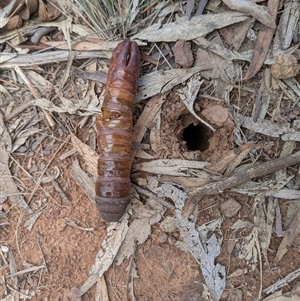 Hepialidae (family) at Hackett, ACT - Today by WalterEgo