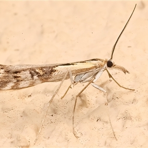 Hednota pedionoma at Ainslie, ACT - Yesterday by jb2602